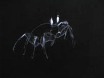 emilia izquierdo crab